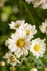 Beautiful flowers, beautiful white and yellow flowers from Brazil, dark background, selective focus.
