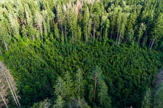 Forest Clearance Overgrown With Young Trees From The Air