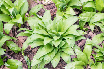 Obraz premium allium garlic herb in spring forest