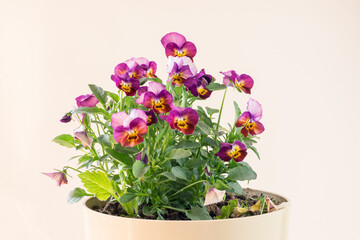 colorful viola flowers isolated, copy space