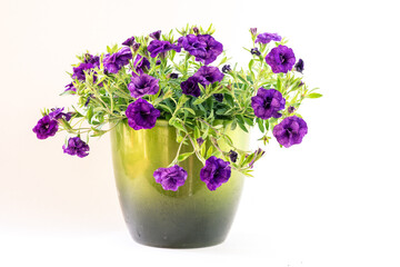 blooming purple petunia in flower pot