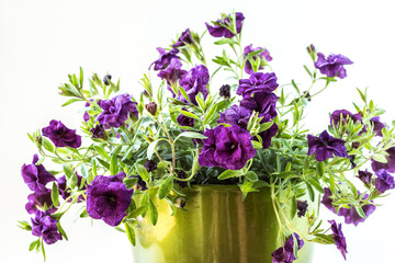 blooming purple petunia in flower pot - 581923674