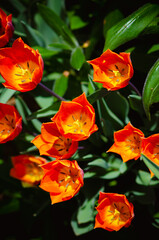 orange tulips in spring garden