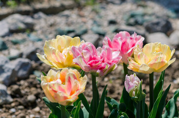 colorful pink yellow tulips in spring garden