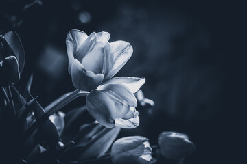 monochrome white tulips in spring garden