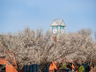 Sunny view of Callery pear blossom in the campus of Oklahoma Christian University