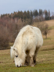 Pony grazing in a pasture on a mountain pass. Day. Winter. Trees in the distance.