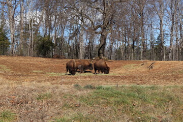 Bison at the NC Zoo
