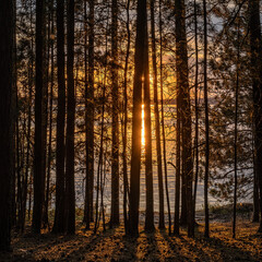 Sunset through the pines