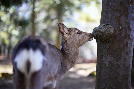 奈良公園の鹿