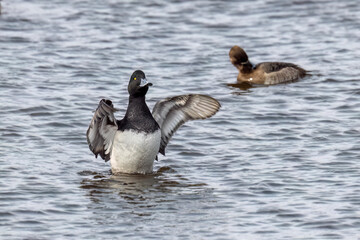 Fototapeta premium The greater scaup (Aythya marila ), drake on a river in Wisconsin in winter during a migration to the north.