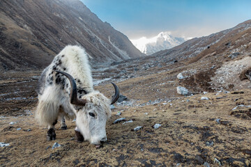 Yak and Cho Oyu (8188m): Late afternoon snack of a beautiful yak in Gokyo village.