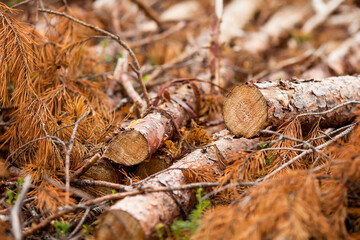Deforestation. Fallen young coniferous trees. Illegal logging