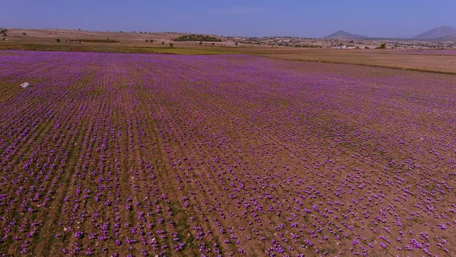 Meadow of crocus saffron flowers
