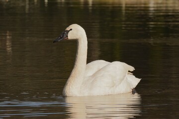 Trumpeter Swan