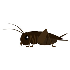 リアルなコオロギのイラスト