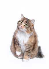 Fluffy Cat isolated on white background. Cat with big green eyes. Little pet. Pet. Close-up of a kitten looking up on a white background. Pet care. Vertical photo. 