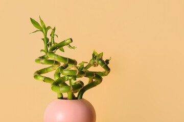 Vase with bamboo plant on beige background