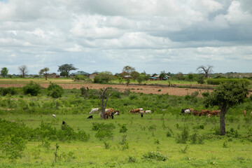 Fototapeta na wymiar group of cows grazing on the pasture, farm Africa
