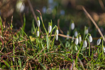 Snowdrop - Galanthus nivalis first spring flower. White flower with green leaves.