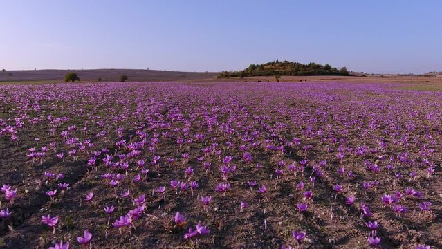 Meadow of crocus saffron flowers