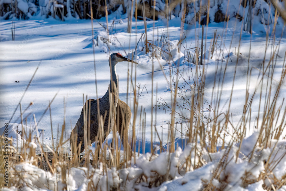 Sticker The sandhill cranes (Antigone canadensis) in the snow at the end of winter . Native American bird a species of large crane of North America 