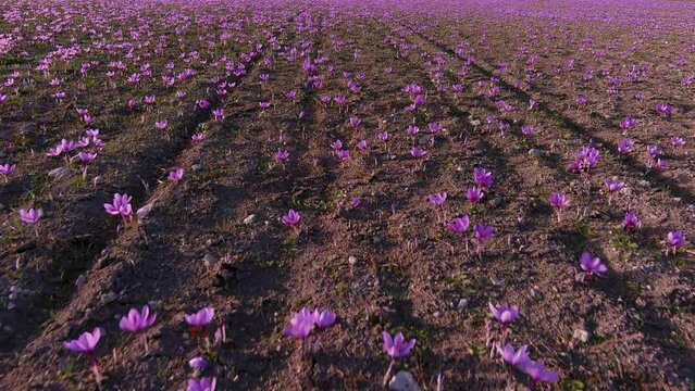 Meadow of crocus saffron flowers