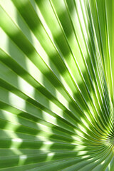Obraz premium Tropical vegetation concept. Green leaves in tropical forest. Texture of green palm Leaf. Abstract background. Beautiful light shadow on a large palm leaf. Striped palm foliage in rainforest