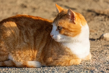 Fototapeta na wymiar Ginger red hair tabby cat enjoying the sun laying outside relaxed on the ground.