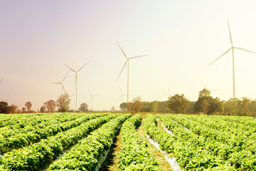 Strawberry farms or strawberry farms are grown in tropical countries near wind turbines to generate clean electricity in rural Thailand.