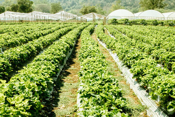 Fototapeta na wymiar Strawberry farms grown outdoors and grown in greenhouses for tourism and harvesting for sale to the market : Seasonal strawberry farms in Thailand