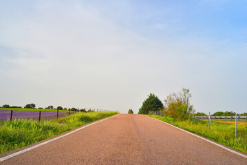 road to infinity surrounded by flowers in spring and with blue sky