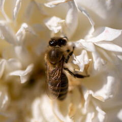 A bee on a white flower. Macro photography. Honey Bee on white flower collecting pollen and nectar to make honey. Blurred background - stock image