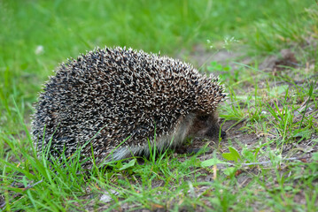 Cute baby hedgehog closeup on grass, Baby hedgehog playing on grass, Baby hedgehog closeup
