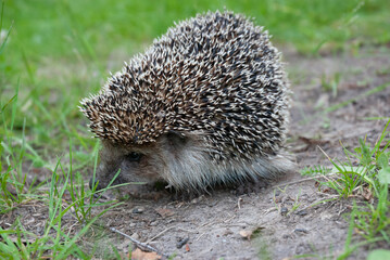 Cute baby hedgehog closeup on grass, Baby hedgehog playing on grass, Baby hedgehog closeup
