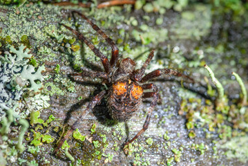 A spider with orange spots on the body hunts in the moss, macro.