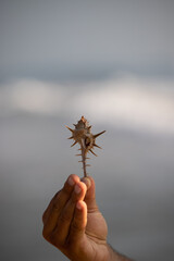 Large shells in a female hand and a ocean on a background A man is collecting seashells washed up on the ocean shore.
