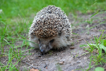 Cute baby hedgehog closeup on grass, Baby hedgehog playing on grass, Baby hedgehog closeup