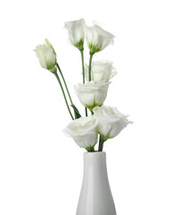 Vase with delicate eustoma flowers isolated on white background, closeup