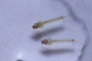Mosquito pupae in the stagnant water