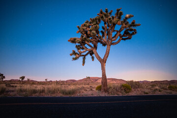 Obraz premium Joshua Tree at Sunrise