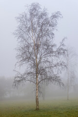 Silver Birch in winter fog