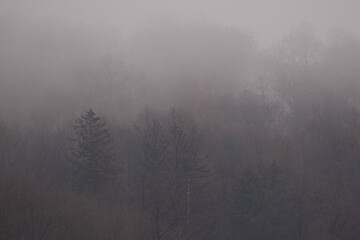Fototapeta na wymiar Mysterious misty forest at dusk. Autumn fogs in Bad Pyrmont in Germany.