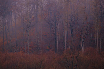 Obraz na płótnie Canvas Mysterious misty forest at dusk. Autumn fogs in Bad Pyrmont in Germany.