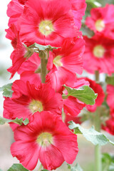 Malva alcea. Syrian ketmia. Big red shrub Althea flower close up. Blooming red Korean rose flowers in summer garden.  Hibiscus syriacus lilac color flower. Hollyhock or rose mallow flower head 