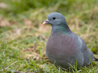 Stock dove, Columba oenas