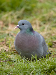 Stock dove, Columba oenas