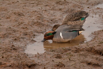 Green-winged Teal Duck Male