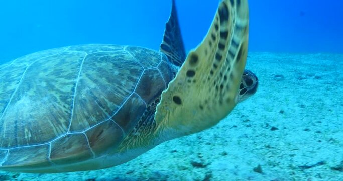 sea turtle underwater swim slow  with sun beams and rays ocean scenery blue water Chelonia mydas