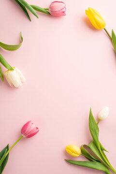 Spring mood concept. Top view vertical photo of fresh flowers colorful tulips on isolated pastel pink background with copyspace in the middle
